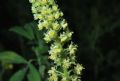 Reseda lutea